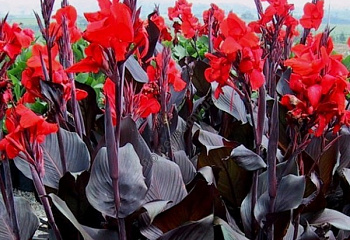 Канна Canna Black Night 