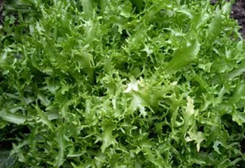 Салат Lettuce Moss Curled 