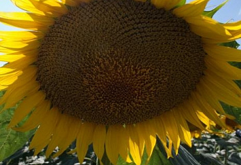 Подсолнечник Sunflower Damia 