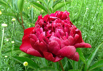 Пион Judy Becker 