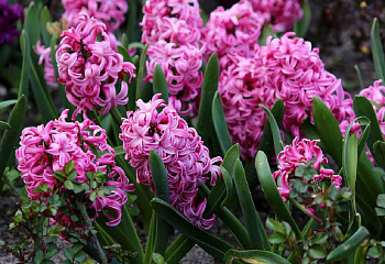 Гиацинт Hyacinthus La Victoire 