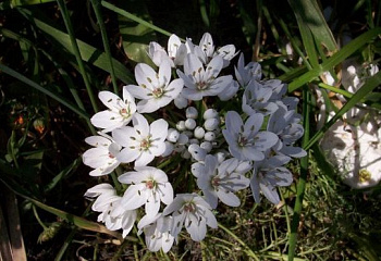 Декоративный лук или Аллиум неаполитанский Allium neapolitanum 