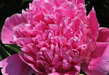 Пион Pink Giant 