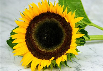 Гелиантус (Подсолнечник декоративный) Helianthus Taiyo Sunflower 