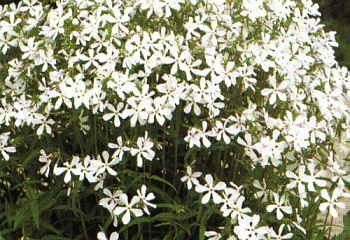 Флокс Phlox White Perfume 