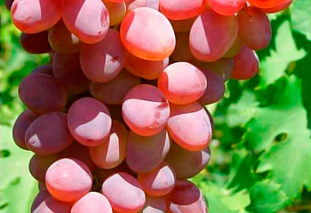 Виноград плодовый Vitis vinifera Red rose