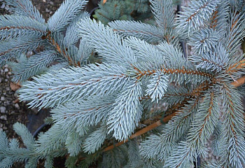 Ель колючая Picea pungens Hoopsii 