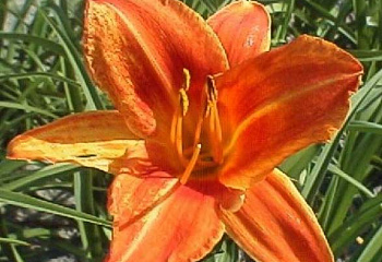 Лилейник Hemerocállis Morning Sun 
