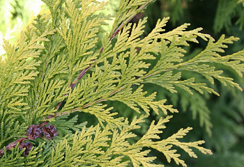 Кипарисовик Лавсона Chamaecyparis lawsoniana Stardust 