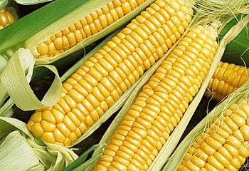 Кукуруза Sweetcorn Cherokee Long Ear Corn 
