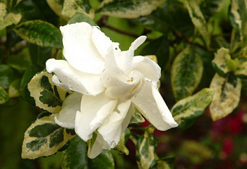 Гардения Gardenia Riegata 