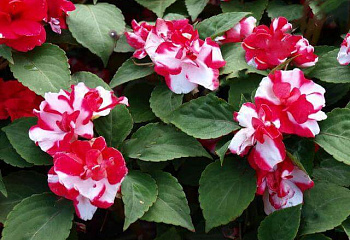 Бальзамин  Impatiens Strawberries and cream 