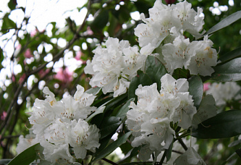Рододендрон April Dawn 