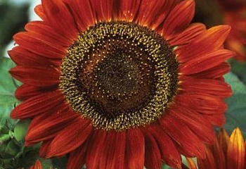 Гелиантус (Подсолнечник декоративный) Helianthus Red Sun Sunflower  