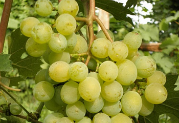 Виноград плодовый Vitis vinifera Особый