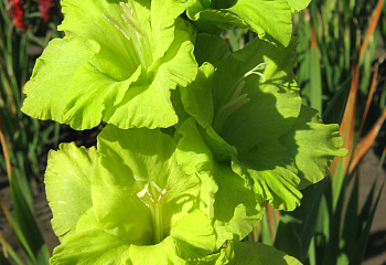 фото: Гладиолус (Шпажник) Green With Envey Гладиолус (Шпажник) Green With Envey