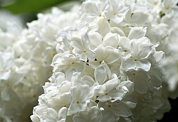 сирень обыкновенная Flora 