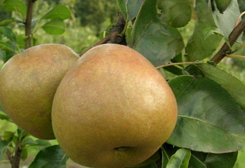 Груша Pýrus Выжница