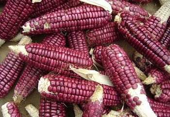 Кукуруза Sweetcorn Red Pozole Corn 