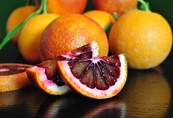 Апельсиновое дерево Orange Tree Sanguinello 