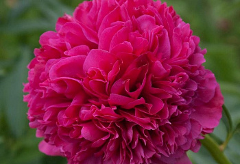 Пион Angelo Cobb Freeborn 