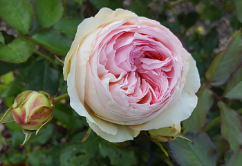 Роза Rósa Eden 