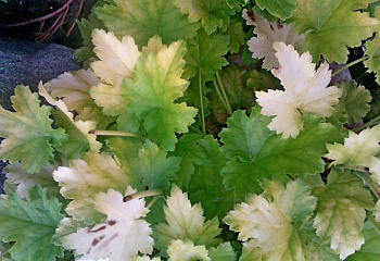 Гейхера  Heuchera Key Lime Pie 