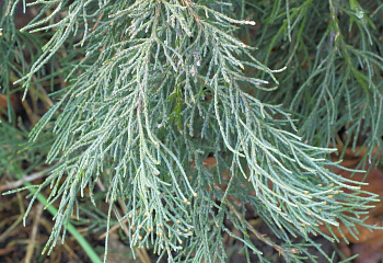 Можжевельник Juníperus Tolleson’s Blue Weeping 