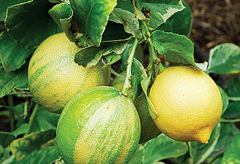 Лимон Citrus limon Foliis variegatis Sanguineum 