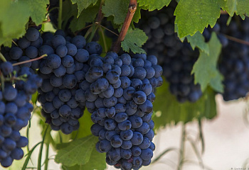 Виноград плодовый Vitis vinifera Забава