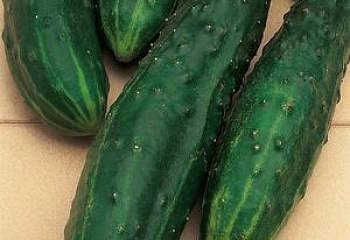 Огурец Cucumber Burpless Tasty Green 