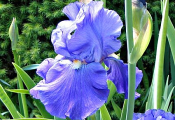 фото: Ирис YAQUINA BLUE Ирис YAQUINA BLUE