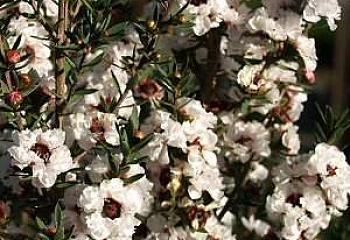 Лептоспермум или Чайное дерево  Leptospermum Snow White 