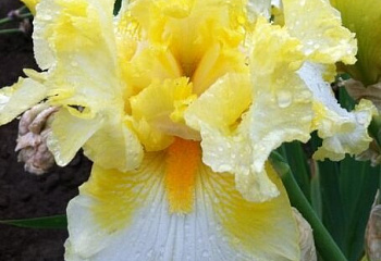 фото: Ирис MELODY OF SPRING Ирис MELODY OF SPRING