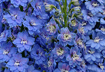 Дельфиниум Delphinium Sunny Skies 