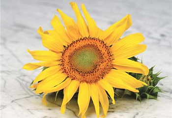Подсолнечник Sunflower Hidatsa 
