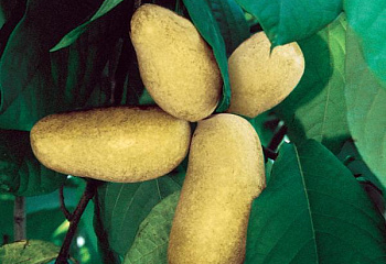 Азимина трёхлопастная (банановое дерево) Asimina triloba Mango