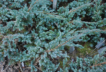 Можжевельник Juníperus Pfitzeriana Glauca 