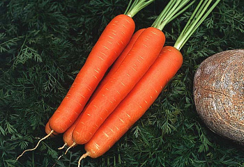 Морковь Carrot Vesta 