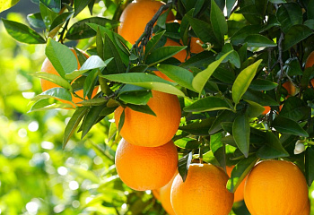 Апельсиновое дерево Orange Tree Varia 
