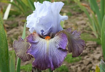 Ирис Íris Arthouse 