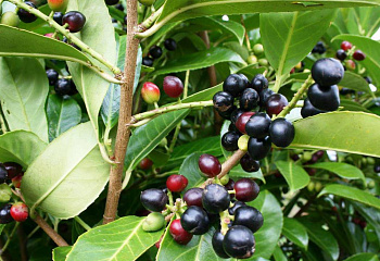 Лавровишня лекарственная Prúnus laurocérasus Cherry Brandy 