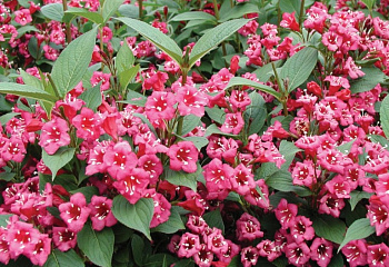 Вейгела Weigela Bristol Ruby 