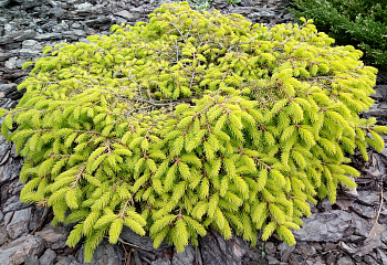 Ель обыкновенная Picea abies Vermont Gold 
