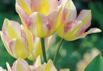 фото: тюльпан City Flower тюльпан City Flower