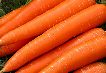 Морковь Carrot Abaco 