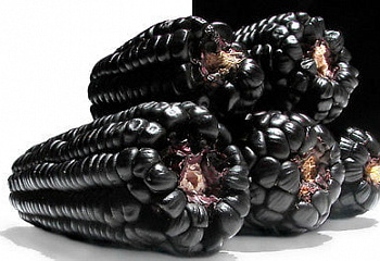 Кукуруза Sweetcorn Purple Queen 