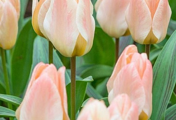 Тюльпан Túlipa Little Girl 