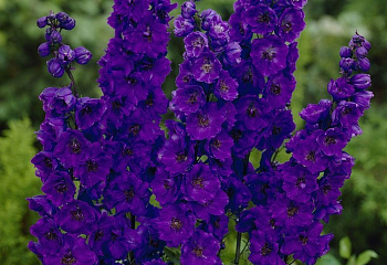 Дельфиниум Delphinium Pacific Black Knight 