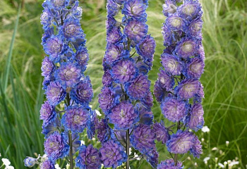 Дельфиниум Delphinium Autumn Web 